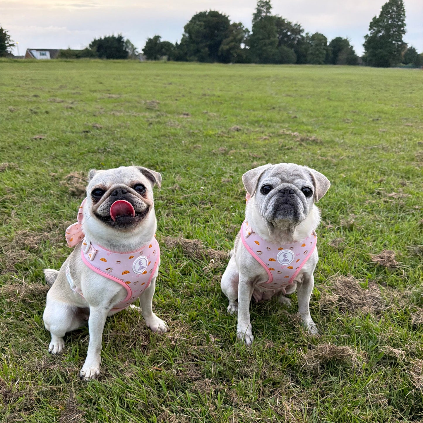 Posie’s Pawtisserie Pink Harness