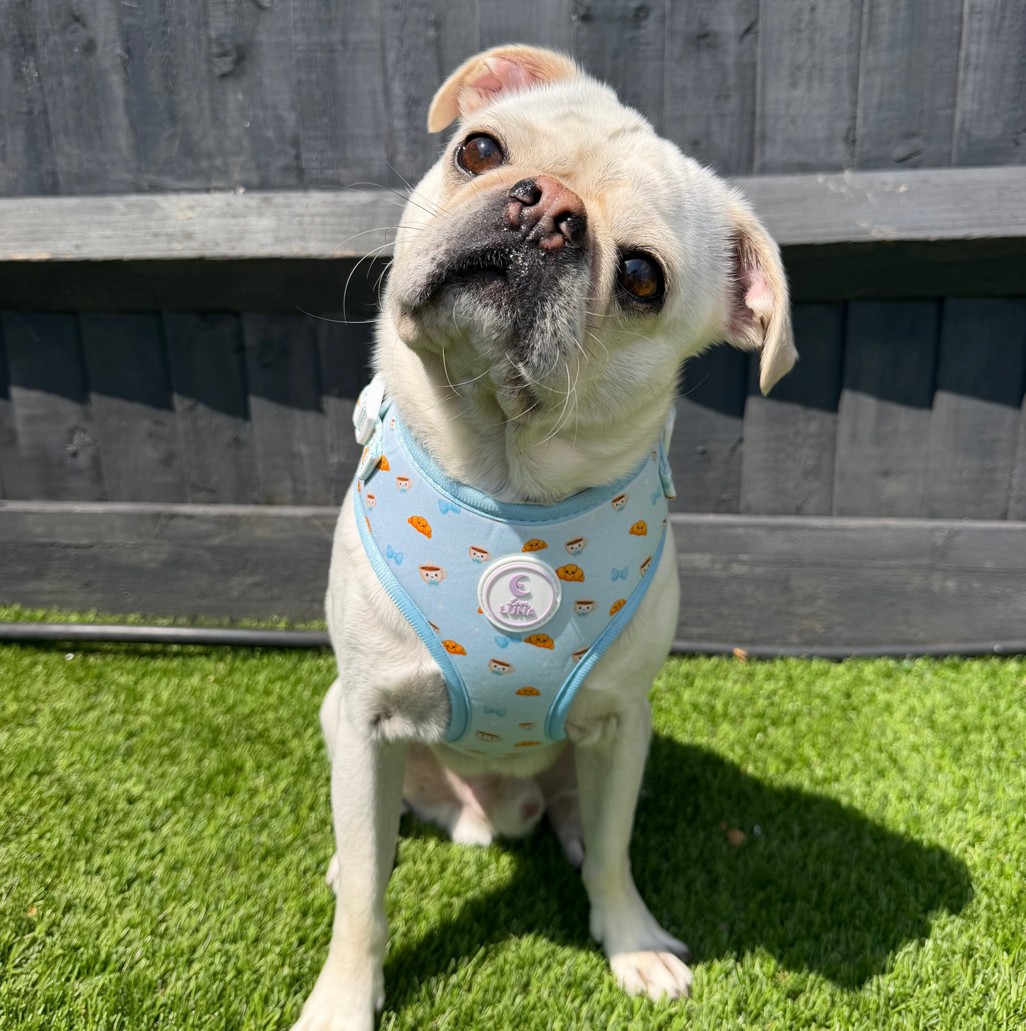 Posie’s Pawtisserie Blue Harness
